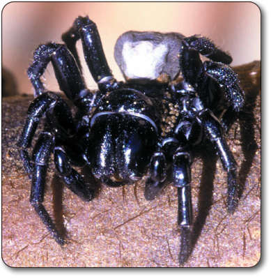 poisonous animals, amazing animals, animals, dangerous, poison, toxins, sydney funnel web spider