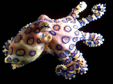 poisonous animals, amazing animals, animals, dangerous, poison, toxins, blue ringed octopus