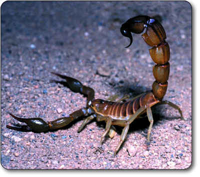 poisonous animals, amazing animals, animals, dangerous, poison, toxins, death stalker scorpion