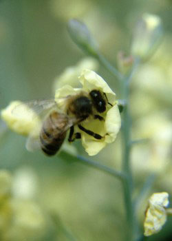 honeybee, bee
