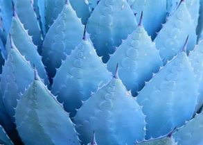 agave, fructose