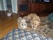 waggingtails