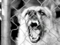 Creating a Heart Attack - An Animal Study