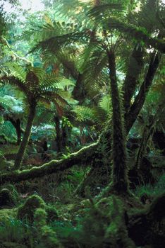 rainforest, plants, medicinal