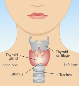thyroid, bioidentical hormones, FDA, hormones